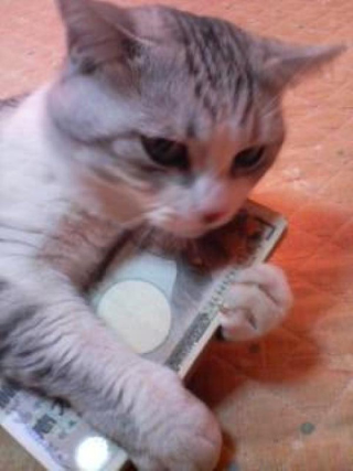Illustration for article titled Japanese Cats that Look Like Yakuza Are Frighteningly Cute